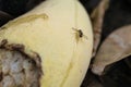 Common fruit fly on mango Royalty Free Stock Photo