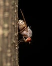 Fruit fly also known as Drosophila melanogaster preached on tree branch Royalty Free Stock Photo