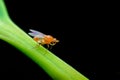 Common Fruit fly on the stalk of the leaf. Used selective focus with dark background and copy space Royalty Free Stock Photo