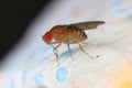 Common fruit fly or vinegar fly (Drosophila) is a species of fly in the family Drosophilidae. Royalty Free Stock Photo