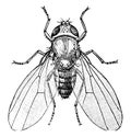 Common Fruit Fly, vintage illustration Royalty Free Stock Photo