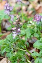 Common fumewort, Corydalis solida, pink-purple flowering plant