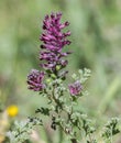 Common fumitory, Fumaria officinalis