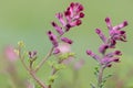 Common fumitory fumaria officinalis flowers