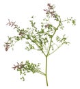 Common fumitory, Fumaria officinalis isolated on white background