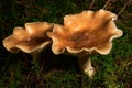 Common funnel mushroom (Clitocybe gibba) Royalty Free Stock Photo