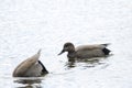 Males common gadwall.