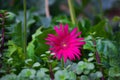 Common gaillardia aristata  or blanket flower flower in the garden in full bloom during springtime Royalty Free Stock Photo