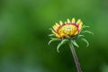 Common gaillardia aristata  or blanketflower flower in the garden in full bloom. Royalty Free Stock Photo