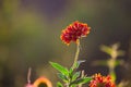 Common gaillardia aristata  or blanketflower flower in the garden in full bloom. Royalty Free Stock Photo