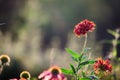 Common gaillardia aristata  or blanketflower flower in the garden in full bloom. in a public park in india Royalty Free Stock Photo