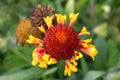 Common gaillardia or Gaillardia aristata wildflower with yellow to reddish petals on green leaves and dried flowers background Royalty Free Stock Photo