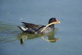 Common Galinule Gallinula chloropus swimming along edge of Lak