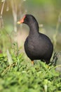 Common Gallinule Royalty Free Stock Photo
