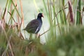 Common Gallinule bird in marsh reeds on Pinckney Island National Wildlife Refuge