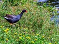 Common Gallinule on the bank of a South Florida metropark lake