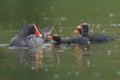 Common Gallinule Feeding its Chicks - Chagres River, Panama