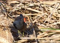 Common gallinule foraging in brown reeds for food