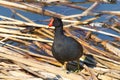 Common gallinule foraging for food in water