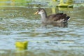 Common Gallinule - Gallinula galeata