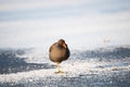 Common gallinule, Gallinula galeata moorhen waddle over frozen and snow covered pond in winter, bird