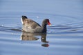 Common Gallinule Gallinula galeata swimming in Lake Chapala Royalty Free Stock Photo