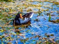 Common Gallinule Gallinula galeata, a Florida wetlands regular