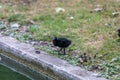 Common Gallinule or Common Moorehen of Family Rallidae bird Royalty Free Stock Photo