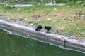 Common Gallinule or Common Moorehen of Family Rallidae bird Royalty Free Stock Photo