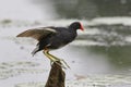 Common Gallinule Perched on a Stump - Panama