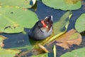 Common gallinule in spatterdock pond