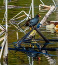 Portrait of a Common Gallinule Royalty Free Stock Photo