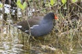 Common Gallinule Wading in Shallow Water - Florida