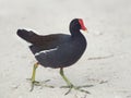 Common Gallinule walking Royalty Free Stock Photo