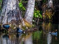 Common Gallinules in a cypress swamp