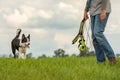 Common game with a cute obedient dog - Border Collie and dog owner