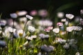 Common garden daisies bathed in morning sun Royalty Free Stock Photo