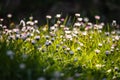 Common garden daisies bathed in morning sun Royalty Free Stock Photo