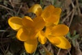 Yellow crocus in Swiss cottage garden