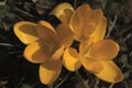 Yellow crocus in Swiss cottage garden