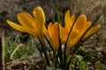 Yellow crocus in Swiss cottage garden