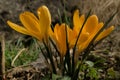 Yellow crocus in Swiss cottage garden