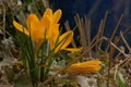 Yellow crocus in Swiss cottage garden