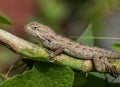 Common garden lizard Royalty Free Stock Photo