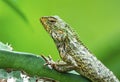 Common garden lizard Royalty Free Stock Photo