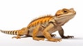 Common garden lizard on white background generated by AI tool. Royalty Free Stock Photo