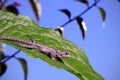 Common garden lizard on a leaf Royalty Free Stock Photo