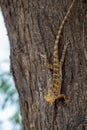 Common Garden Lizard or Oriental garden lizard or Calotes versicolor on tree trunk camouflaged Royalty Free Stock Photo