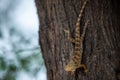 Common Garden Lizard or Oriental garden lizard or Calotes versicolor on tree trunk camouflaged Royalty Free Stock Photo