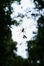 Common Garden Orb Weaving Spider against forest canopy in Daintree Rainforest, North Queensland Royalty Free Stock Photo